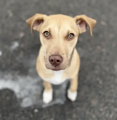 Dog of the Week Ramona