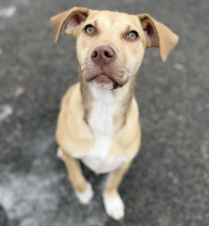 Dog of the Week Ramona