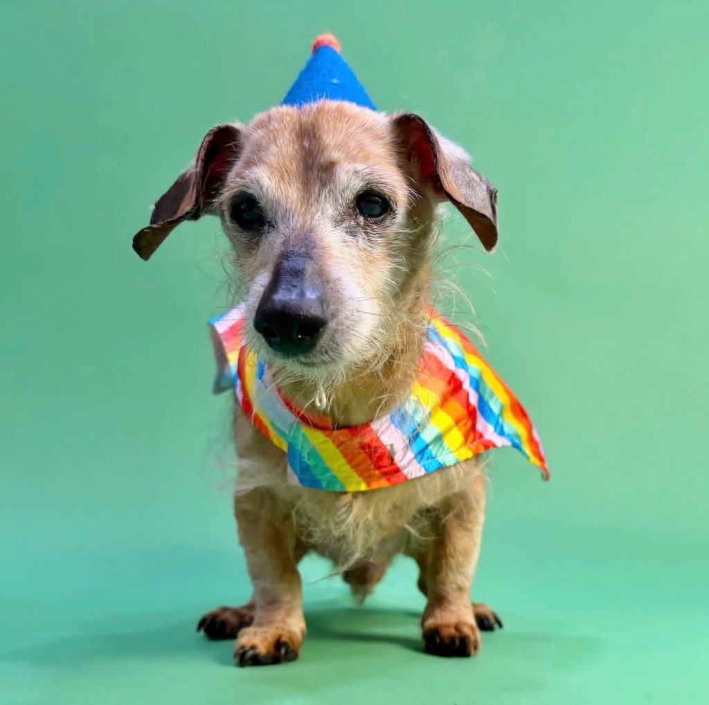 Sprout birthday Vintage Pet Rescue