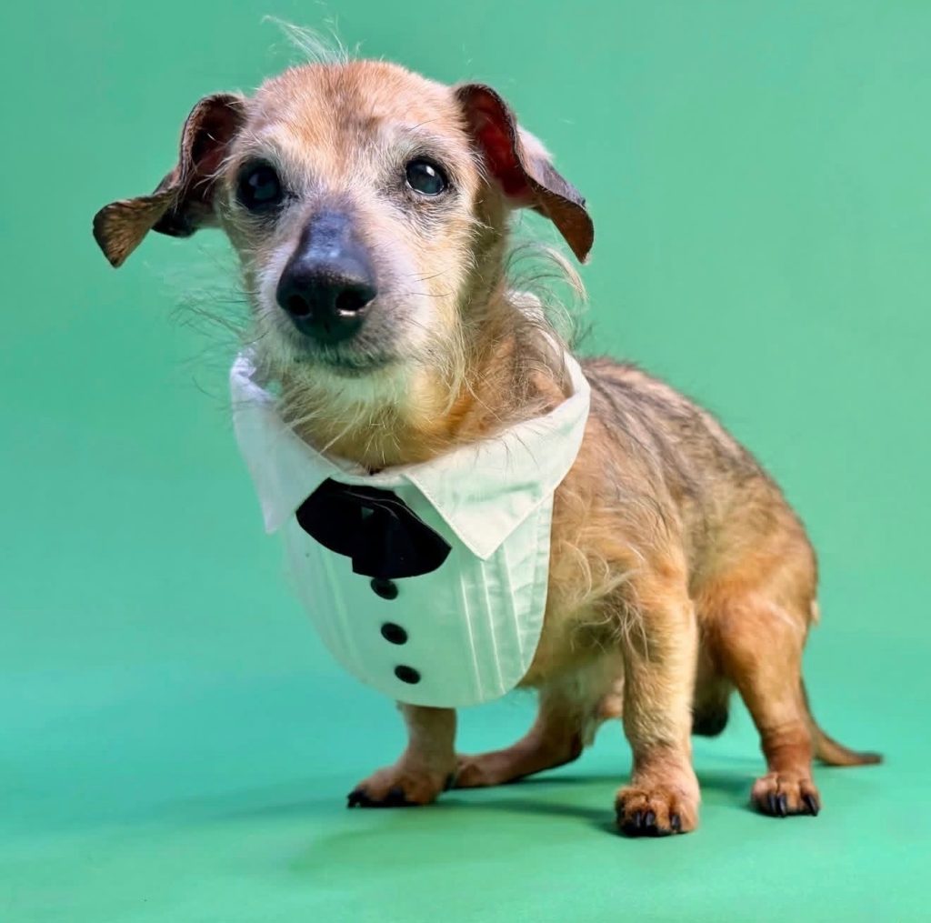 Sprout birthday Vintage Pet Rescue