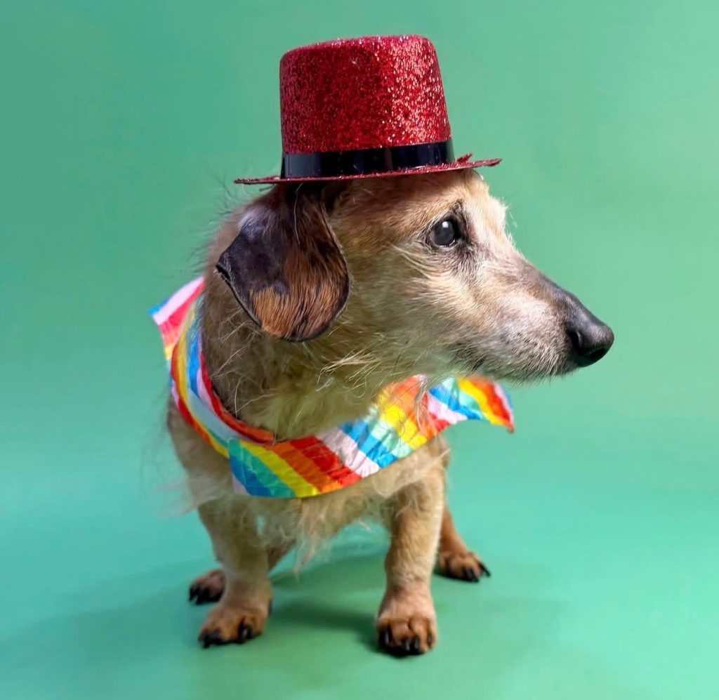 Sprout birthday Vintage Pet Rescue