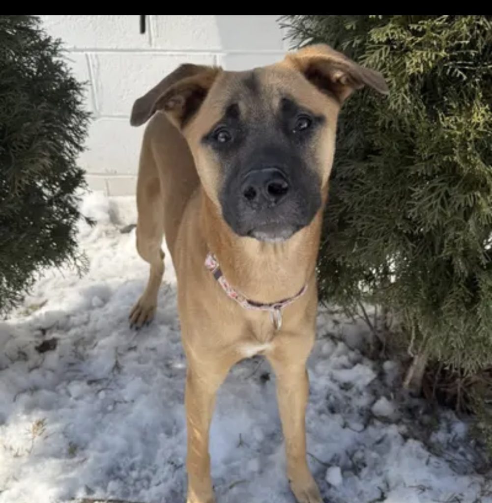 Dog of the Week Gloria