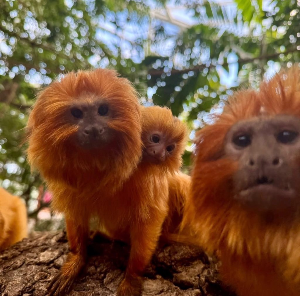 Zoo Raff golden lion tamarin
