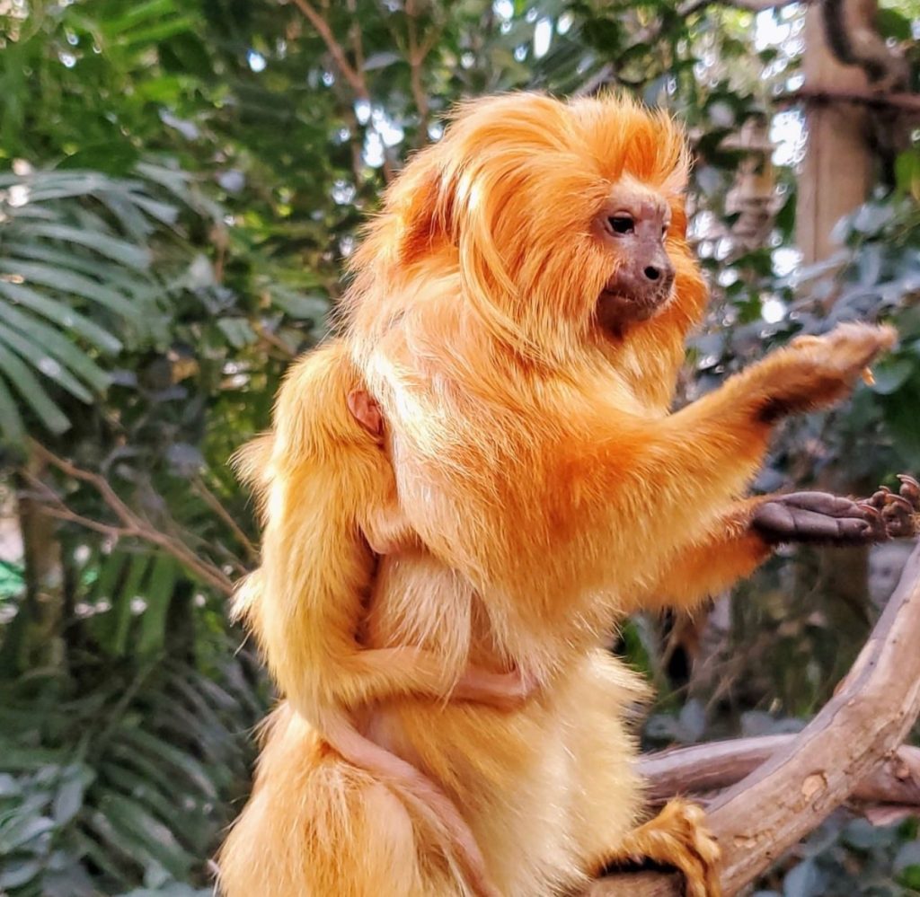 Zoo Raff golden lion tamarin
