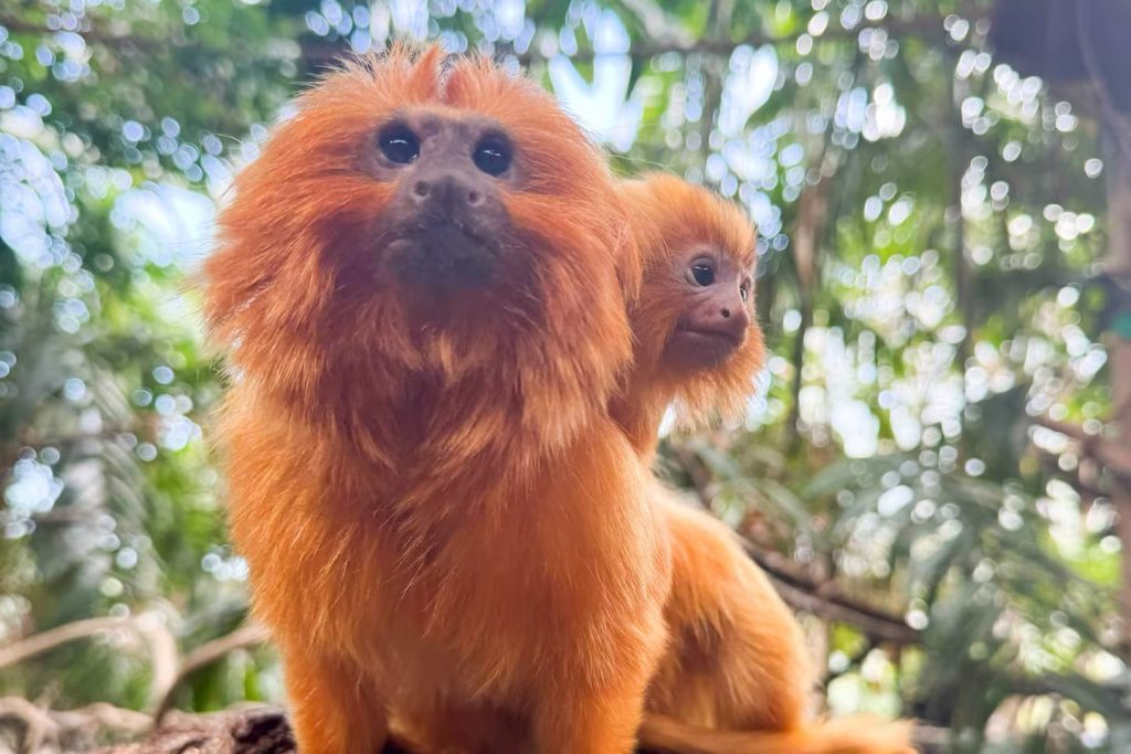 Zoo Raff golden lion tamarin