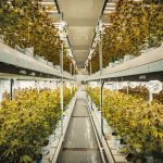 Rhode Island cannabis permit cap