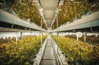 Rhode Island cannabis permit cap