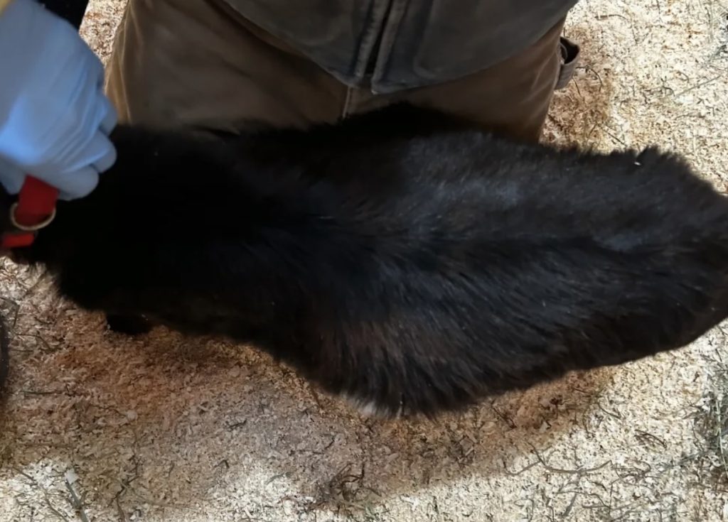 Richmond farm animal cruelty