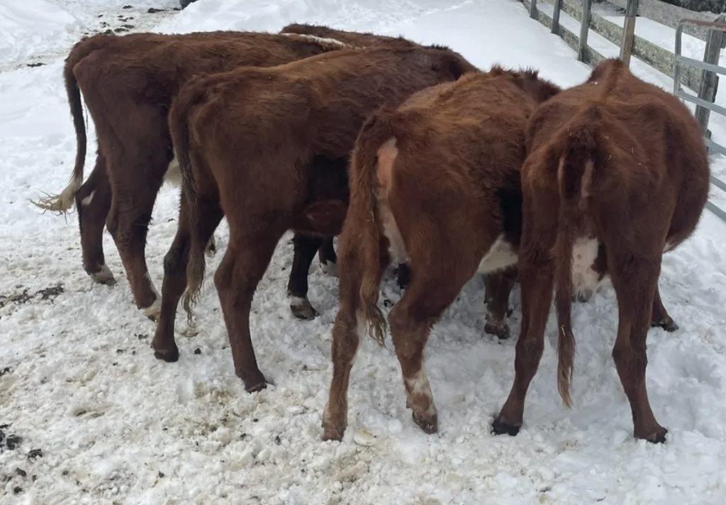 Richmond farm animal cruelty