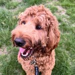 pet protection domestic abuse bill