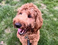 pet protection domestic abuse bill