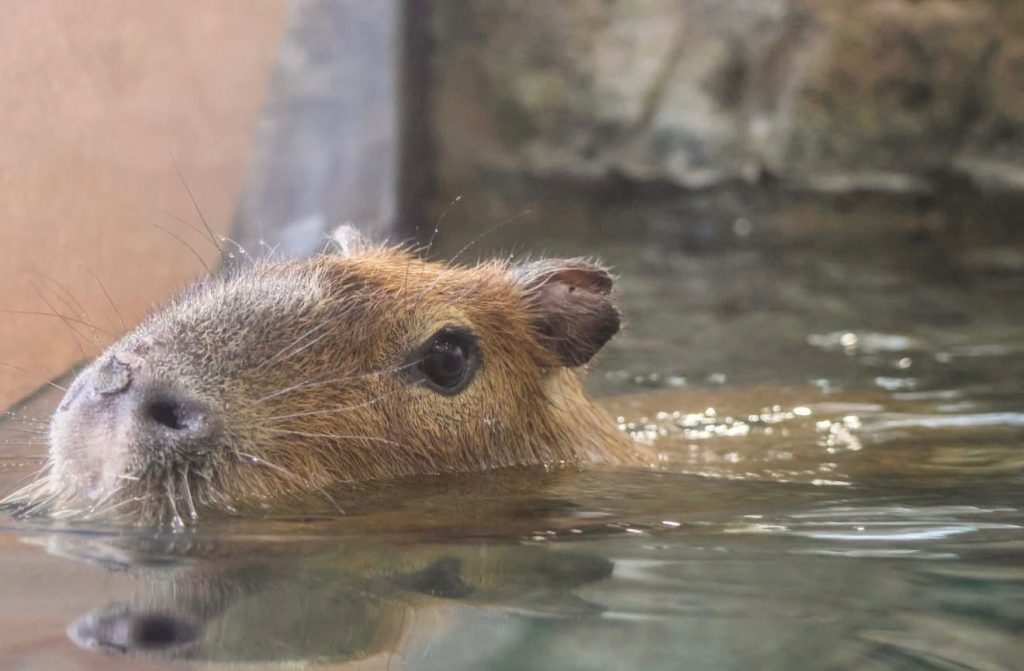 capybara Roger Williams Zoo