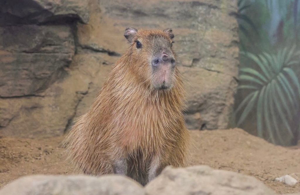 capybara Roger Williams Zoo