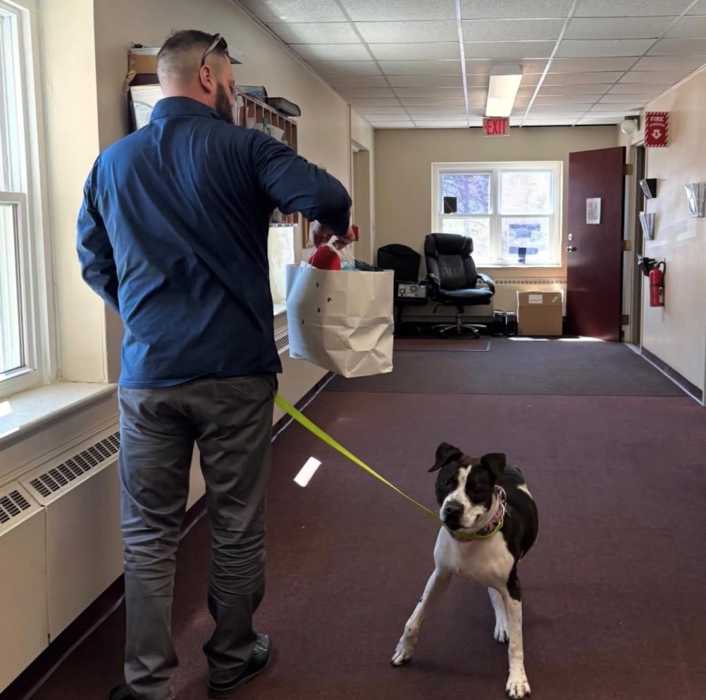 Elvira North Smithfield dog adopted