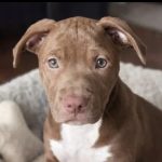 Dog of the Week Angelica