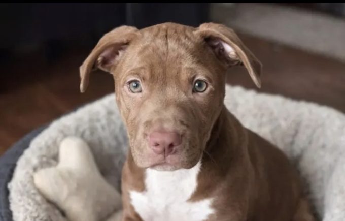 Dog of the Week Angelica