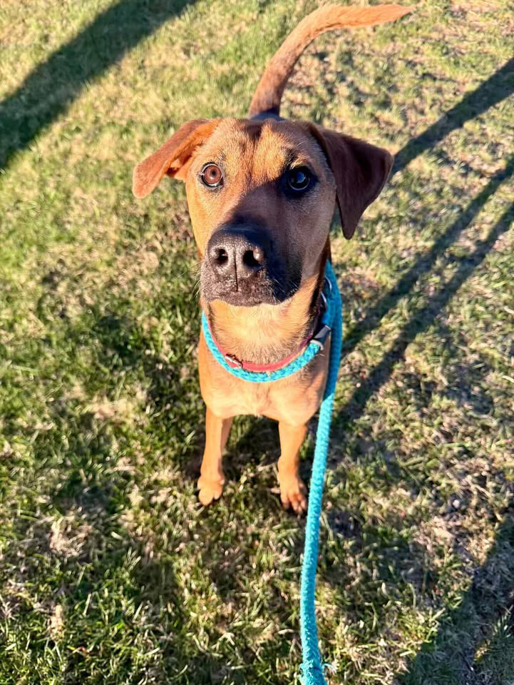 dog of the week rocky