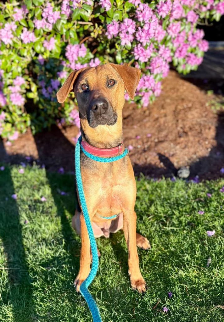 dog of the week rocky