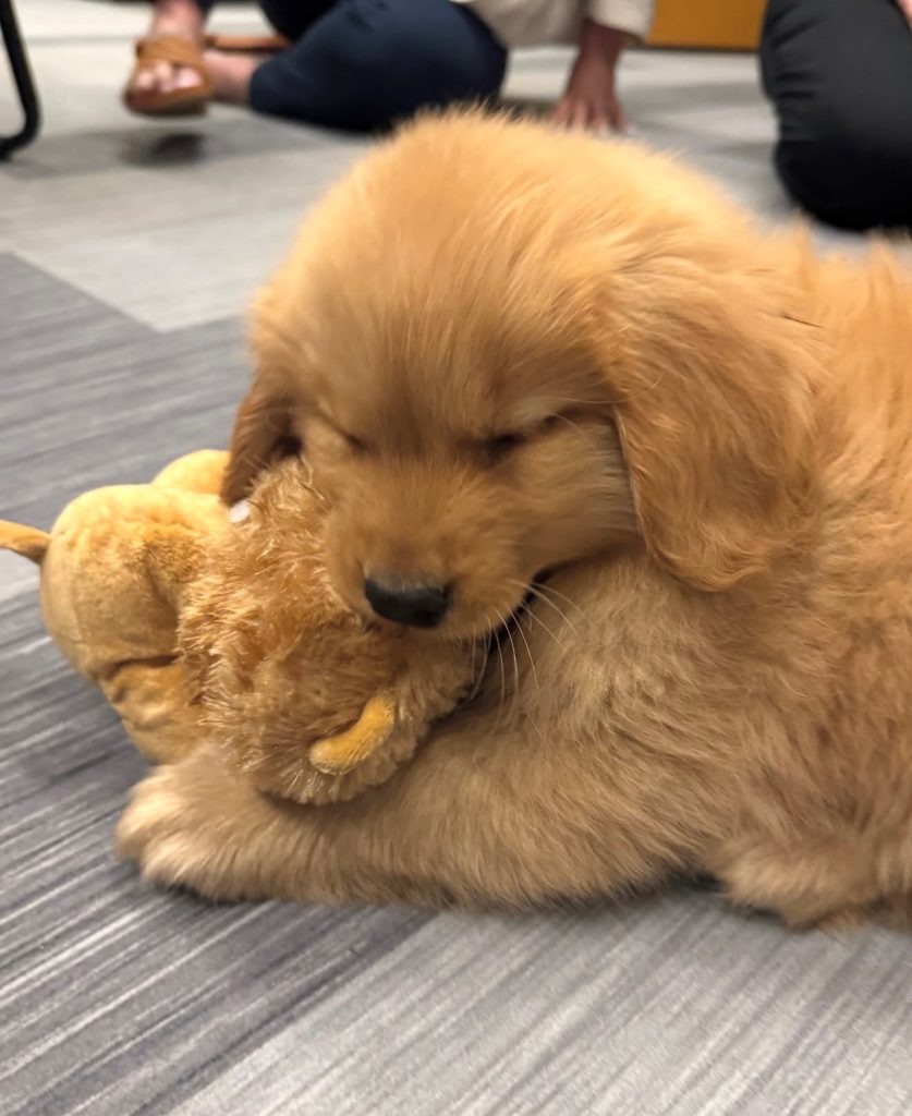 CCRI CeCe comfort dog