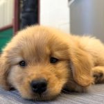 CCRI CeCe comfort dog