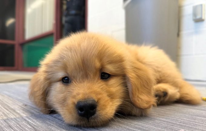 CCRI CeCe comfort dog