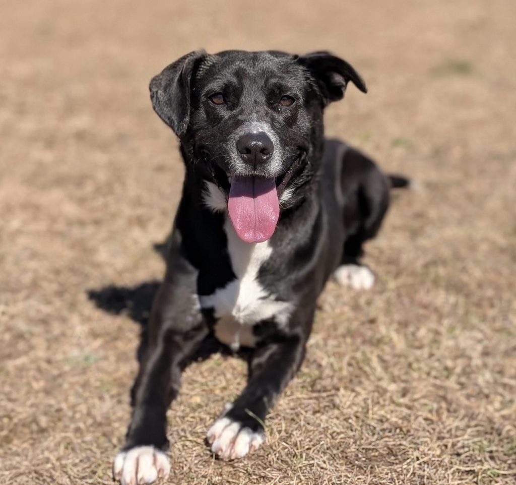 dog of the week Darwin