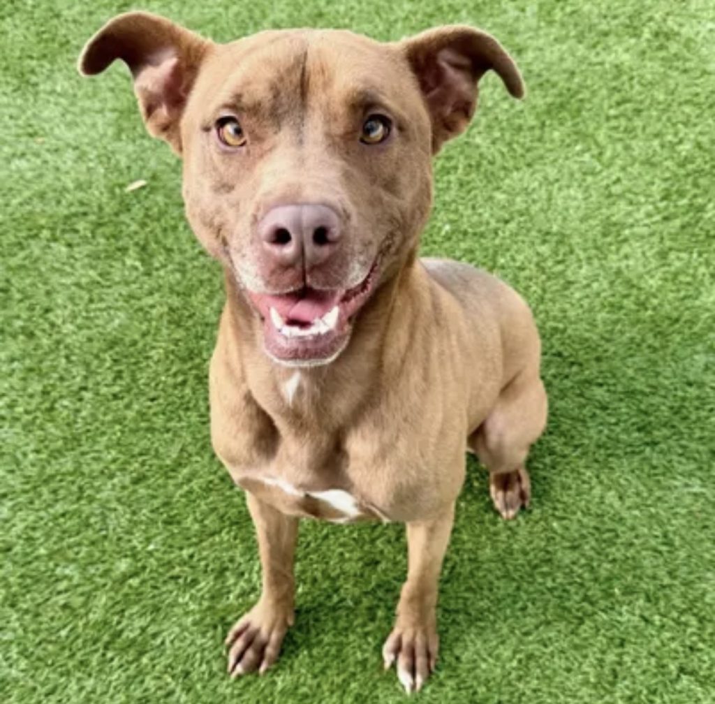 Dog of the Week Miss Evie Bean