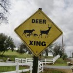 RI DEM roadkill permits