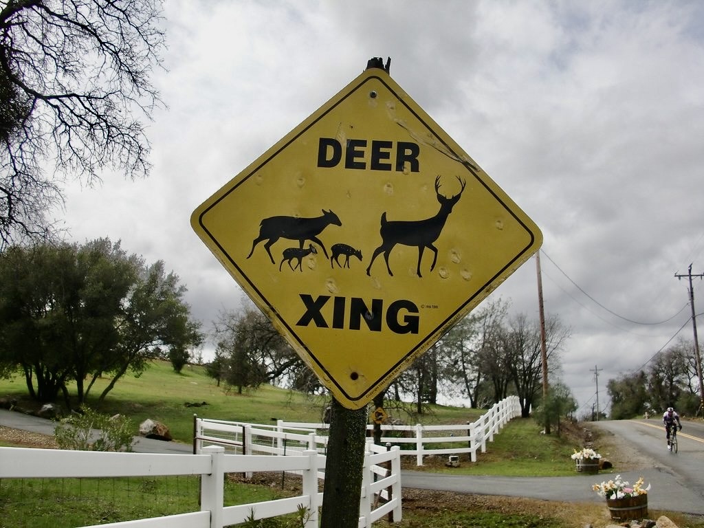 RI DEM roadkill permits