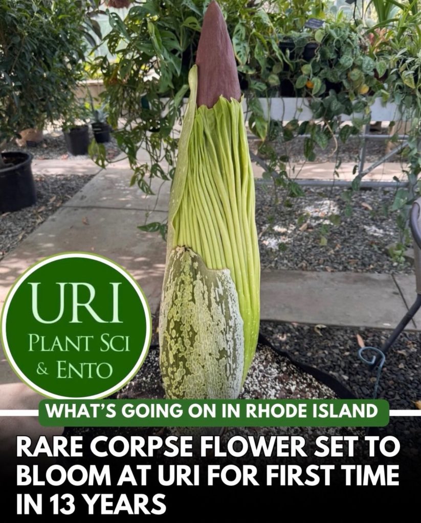 uri corpse flower bloom