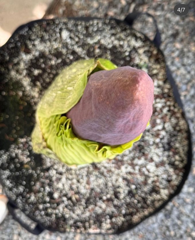 uri corpse flower bloom