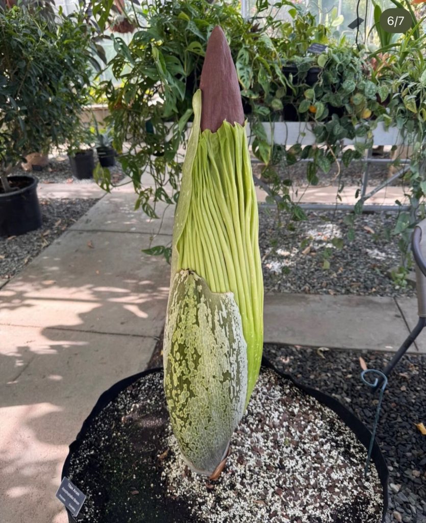 uri corpse flower bloom