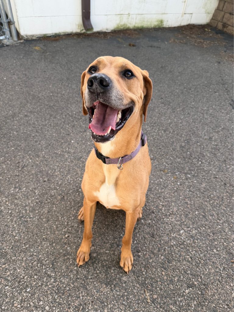dog-of-the-week-ronan