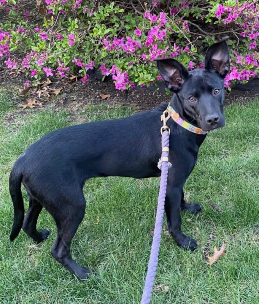 dog of the week Winnie