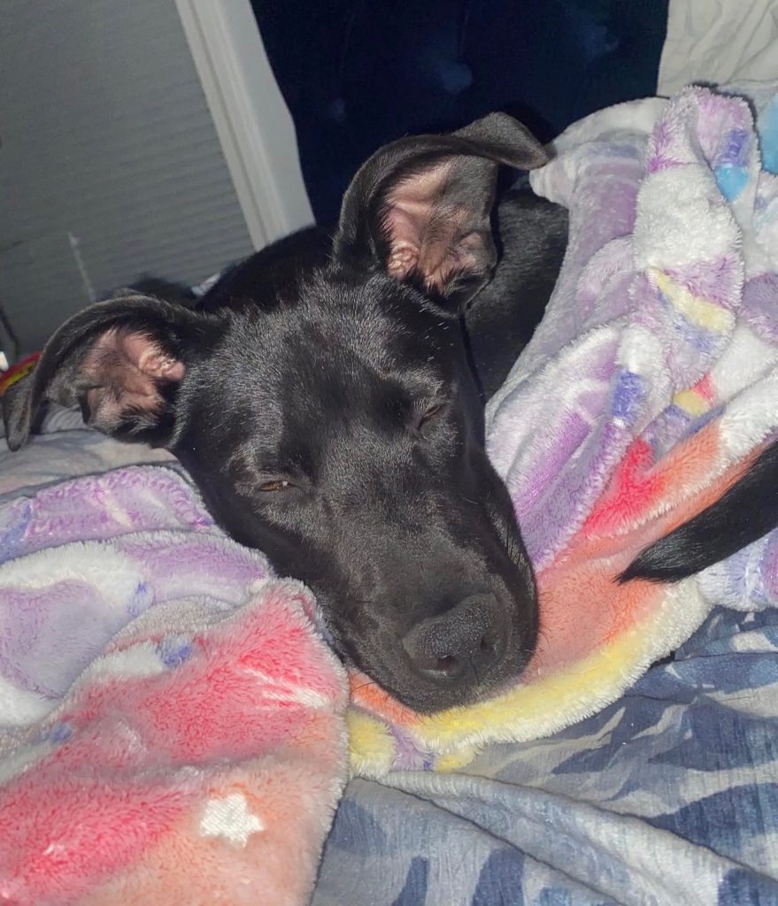 dog of the week Winnie