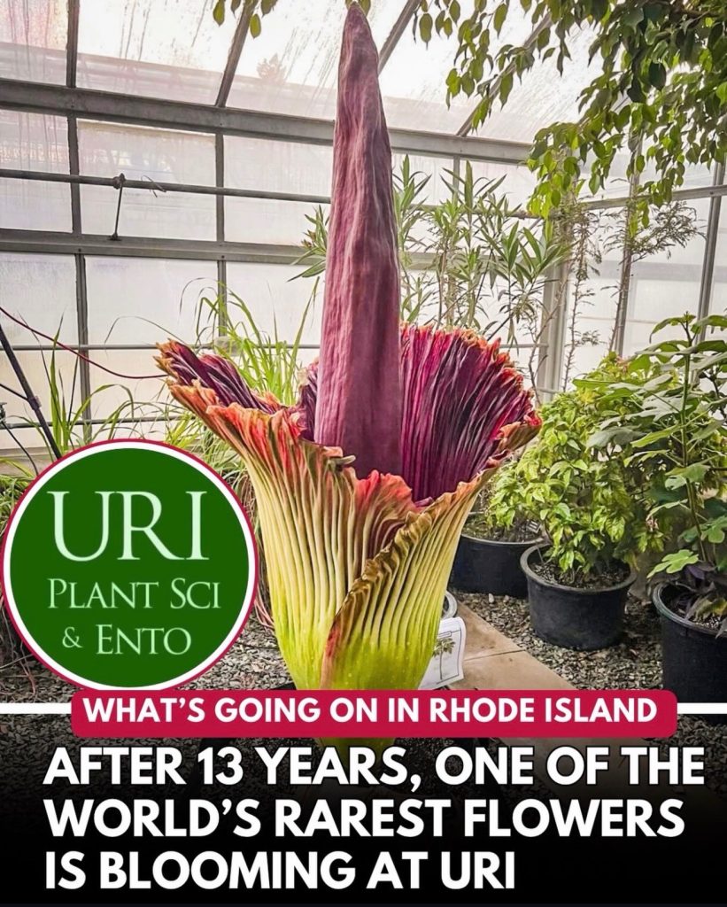 URI corpse flower blooms