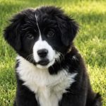 dog of the week Phee