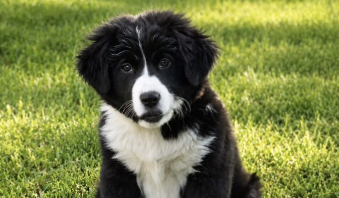 dog of the week Phee