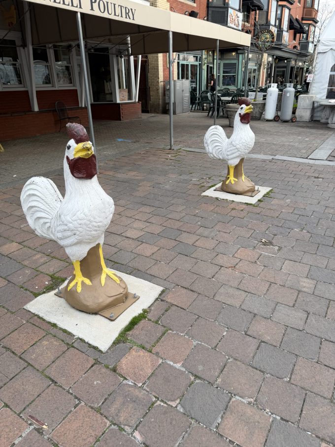 Providence bird flu