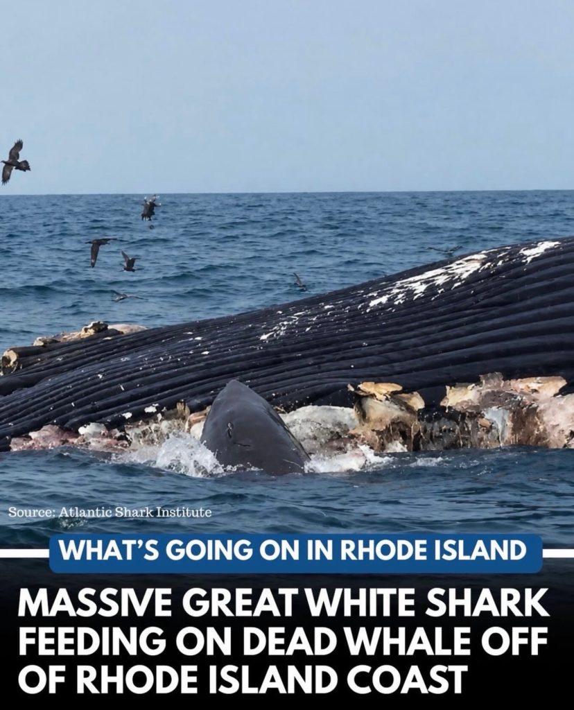 Great white shark Rhode Island