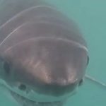 great white shark block island