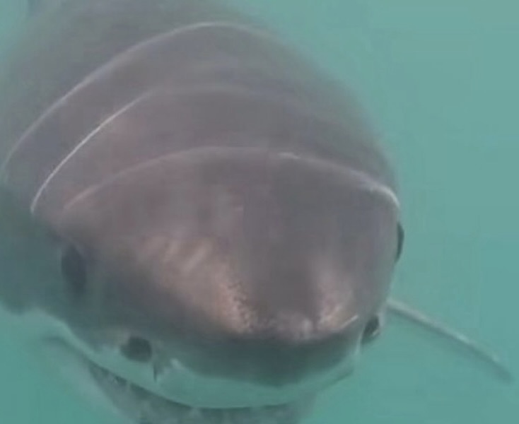 great white shark block island