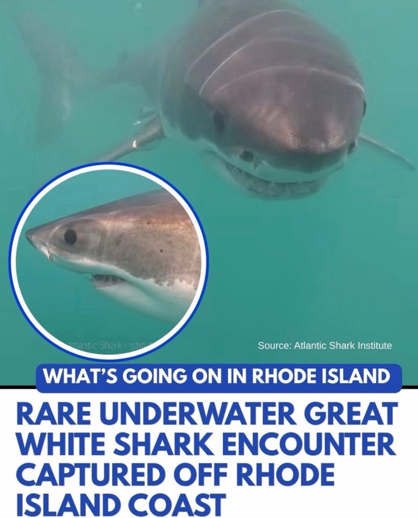 great white shark block island