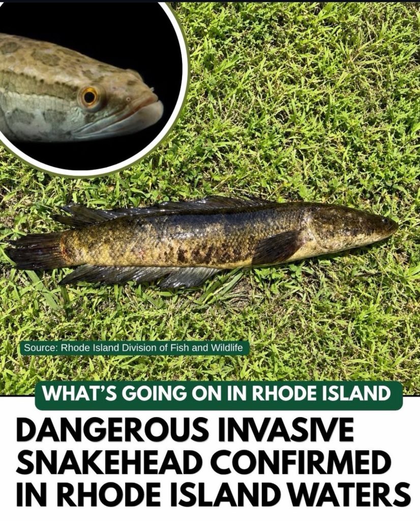 Northern Snakehead Rhode Island