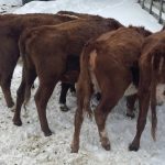 Richmond animal cruelty case