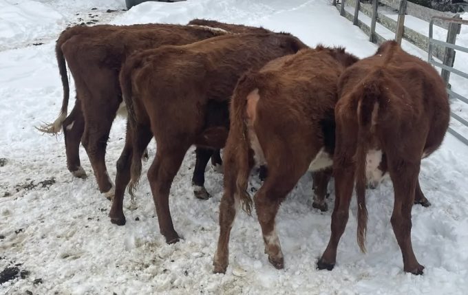 Richmond animal cruelty case