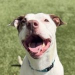 dog of the week Rootie
