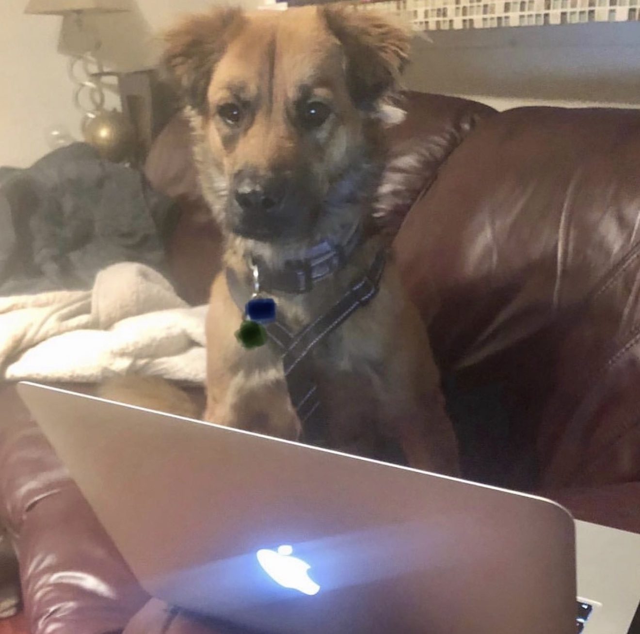 veterinary telemedicine Rhode Island