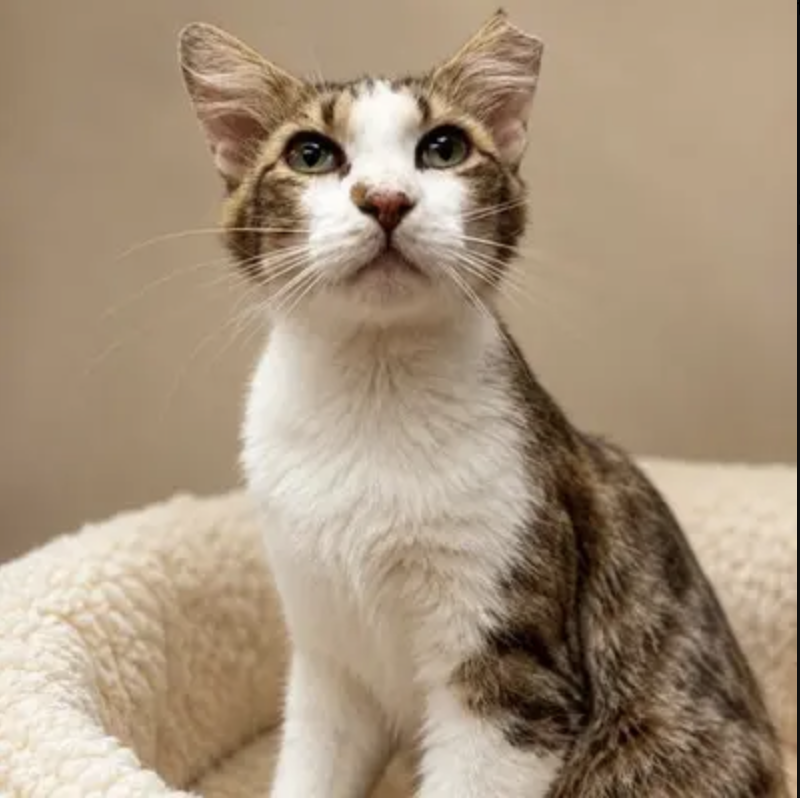 cat of the week Ernest