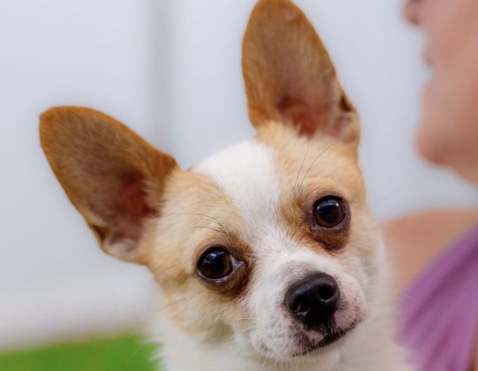 dog of the week hades
